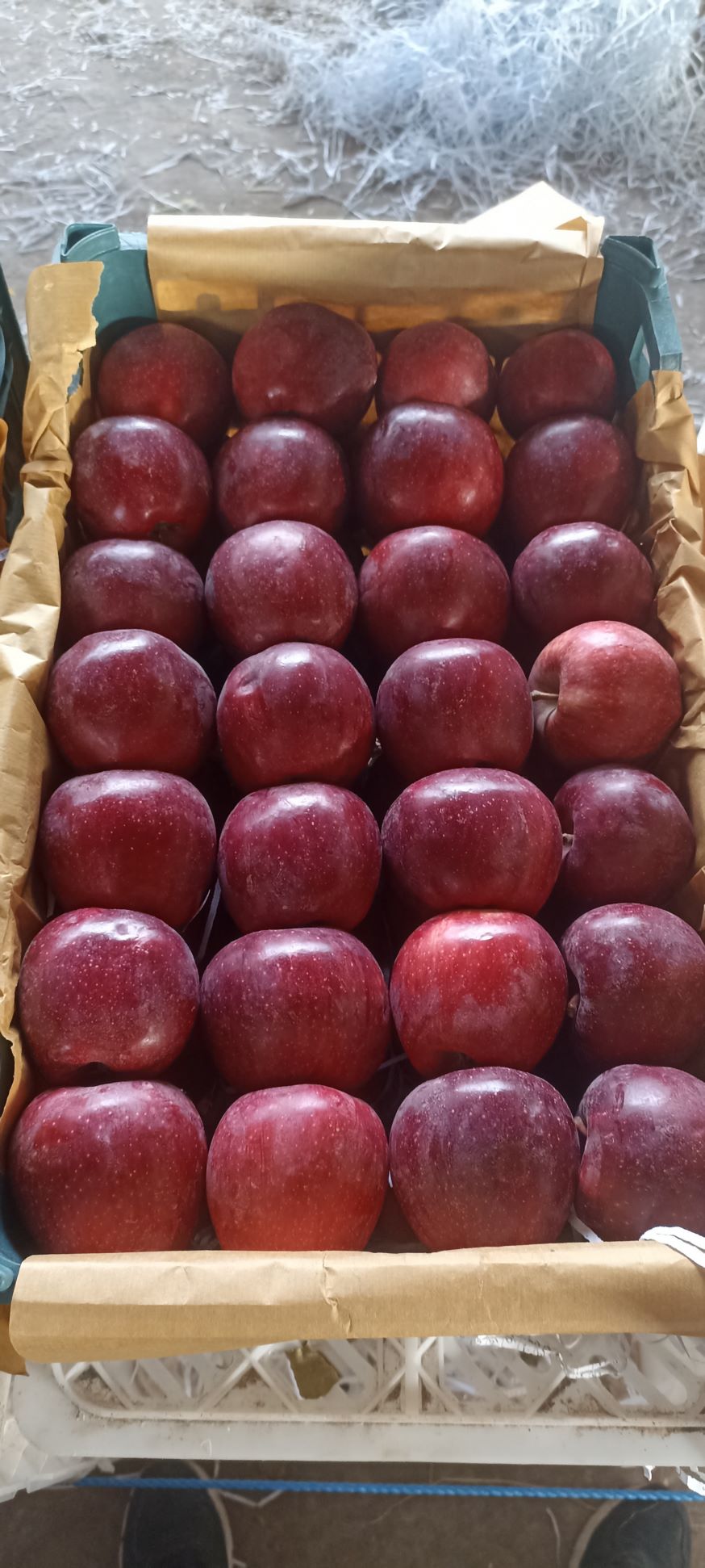 سیب درجه یک صادراتی 